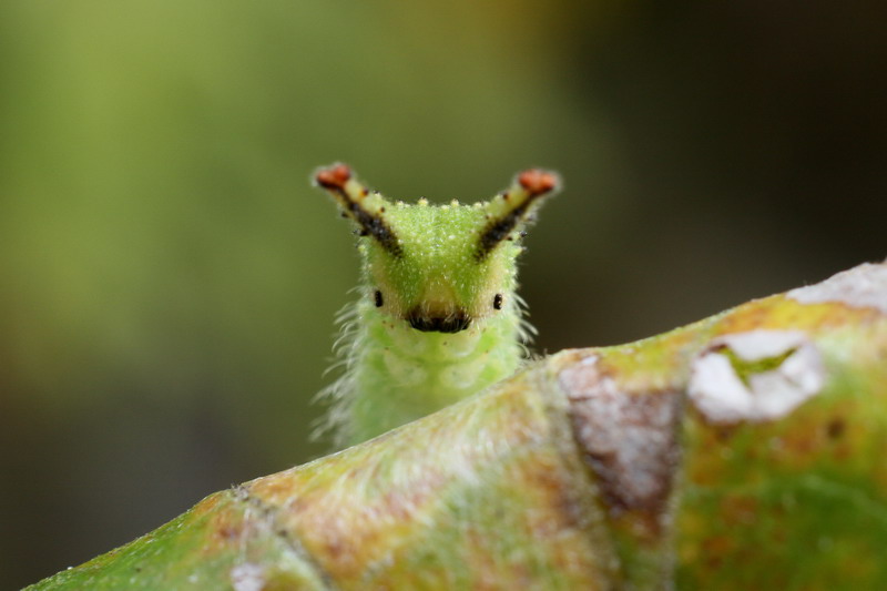オオムラサキの幼虫はかわいい顔 ネットの気になる話題 ニュースについて語ろう